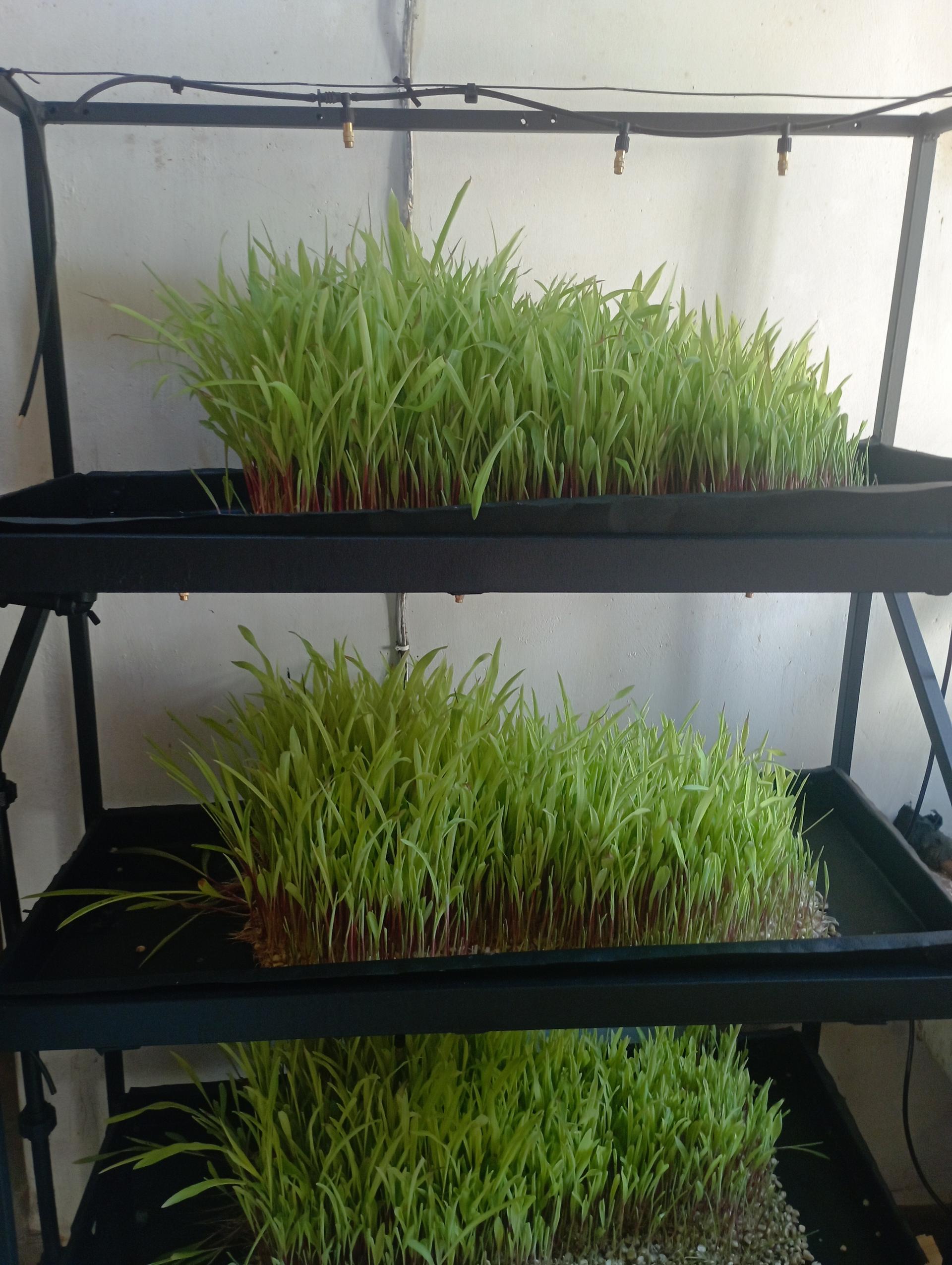 Hydroponic Fodder Controller